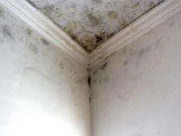 Reliable Elkhorn City, KY Mold Removal Services Solutions