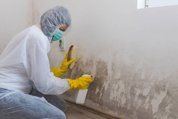 Best Industrial Mold Remediation  in Elkhorn City, KY